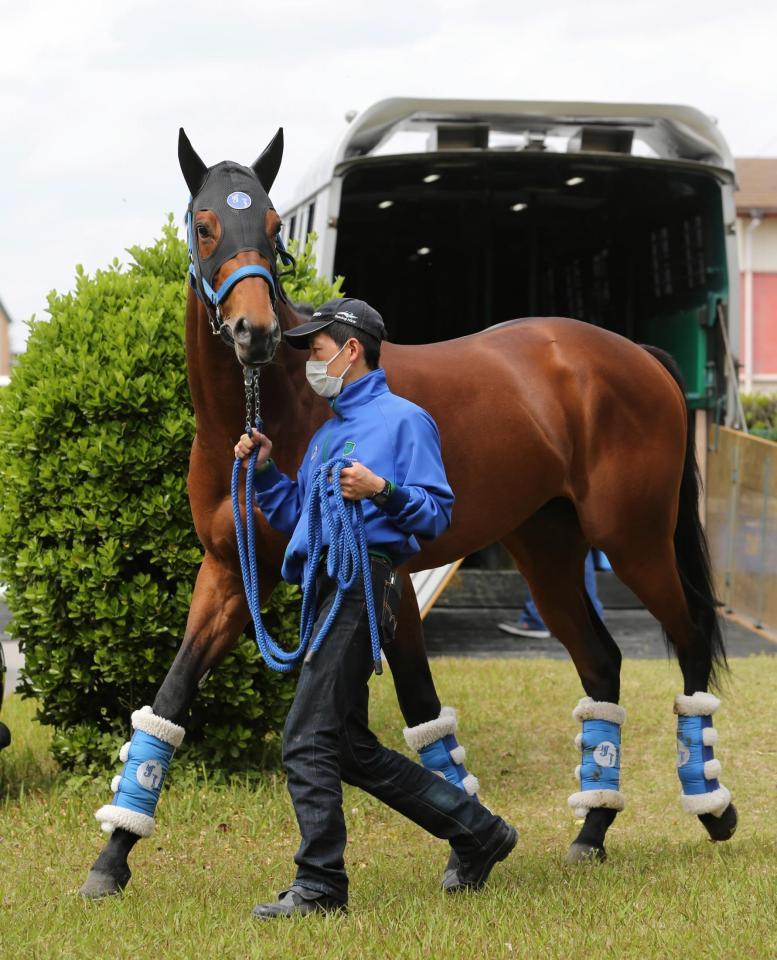 　中山競馬場に到着したサトノダイヤモンド。無傷４連勝で超Ｓ級の力を見せつける