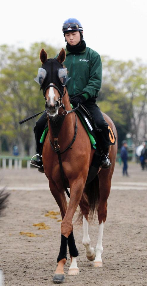 　切れ者チェッキーノが樫の女王へ名乗りを上げる