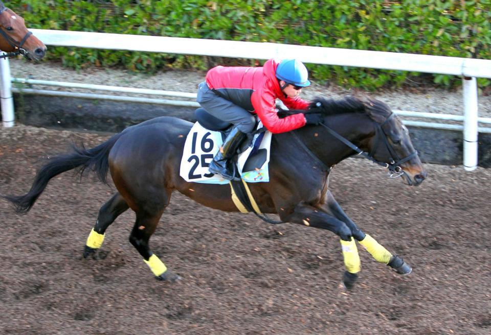 　池添を背に栗東坂路で追い切ったネオスターダム