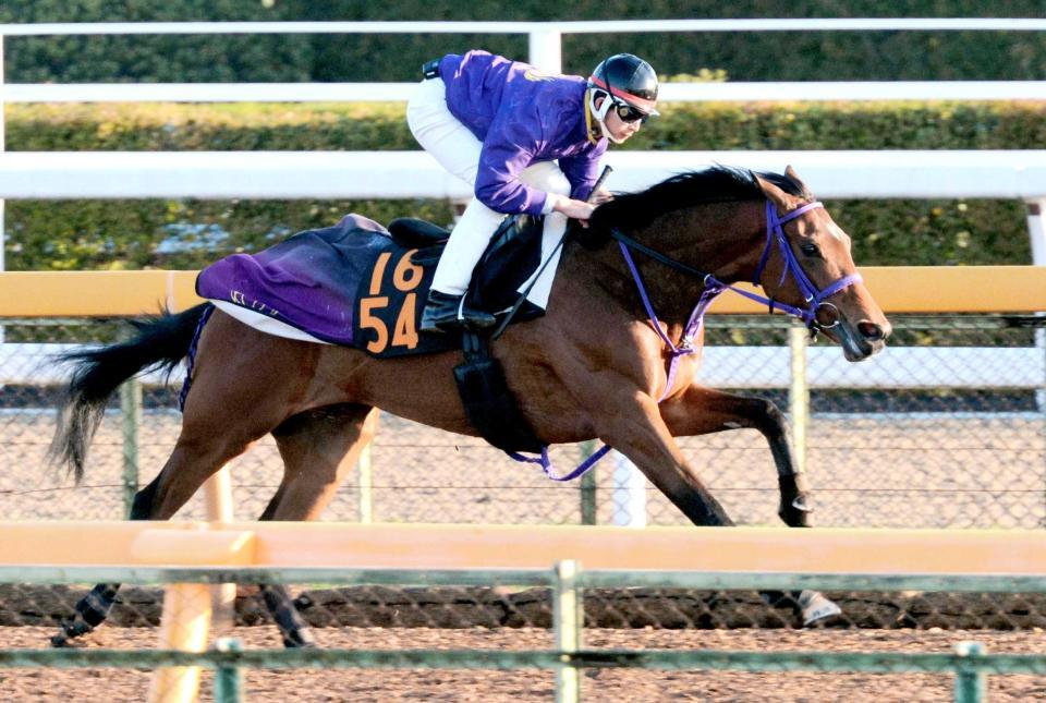 　美浦Ｗで小気味良い動きを見せたビッシュ