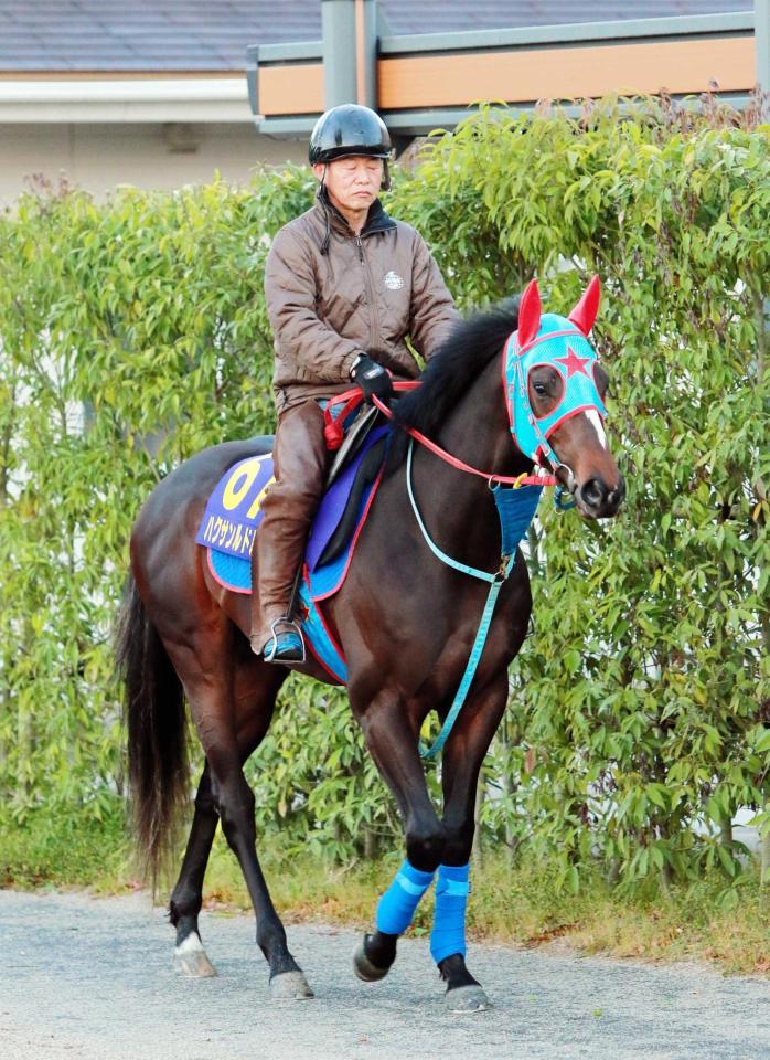 　栗東坂路で調整を行ったハクサンルドルフ