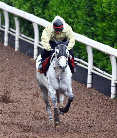 　重賞連勝中の勢いそのままに栗東坂路を力強く駆け上がるスマートレイアー（撮影・山口登）