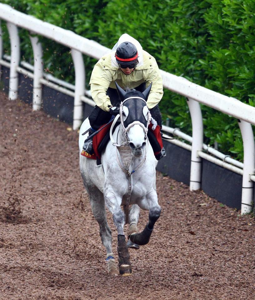 　重賞連勝中の勢いそのままに栗東坂路を力強く駆け上がるスマートレイアー（撮影・山口登）