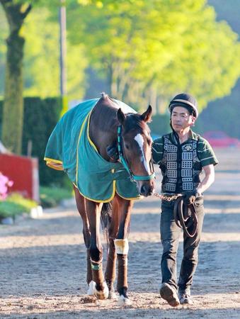 トーセンビクトリー＝栗東トレセン（撮影・石湯恒介）