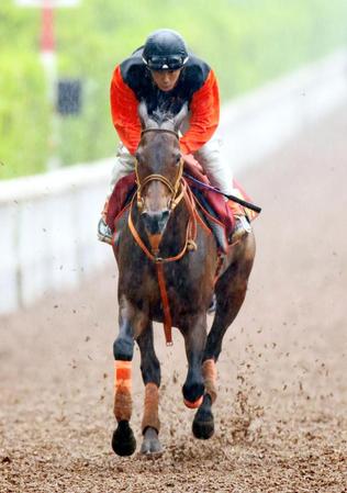 ショウナンパンドラ