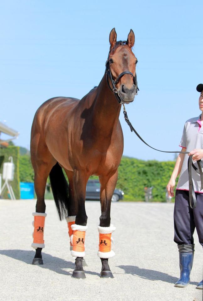 ジャパンＣ覇者の底力を見せたいショウナンパンドラ