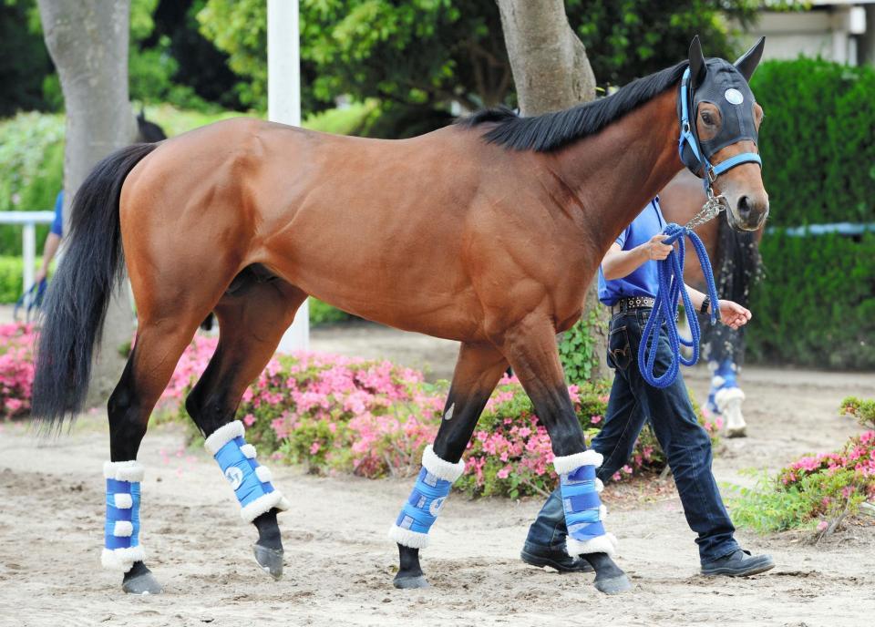 到着し運動するサトノダイヤモンド＝東京競馬場（撮影・三好信也）