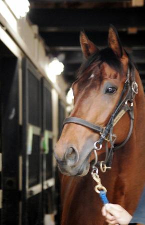 　ダービーＶのマカヒキ