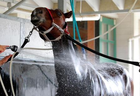 　帰国初戦を迎えるリアルスティール