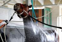 　帰国初戦を迎えるリアルスティール