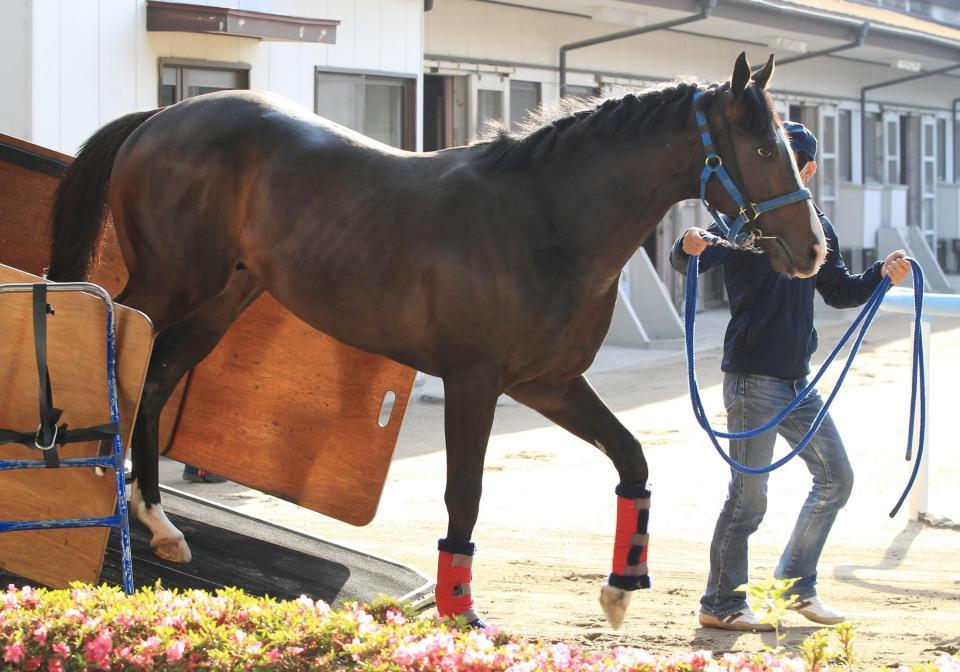 東京競馬場に到着したイスラボニータ