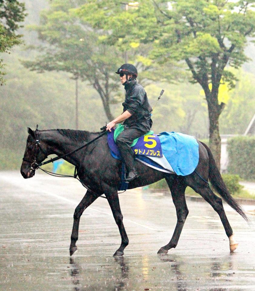 　雨の中、運動するサトノノブレス。レコードＶの勢いを駆って金星を狙う