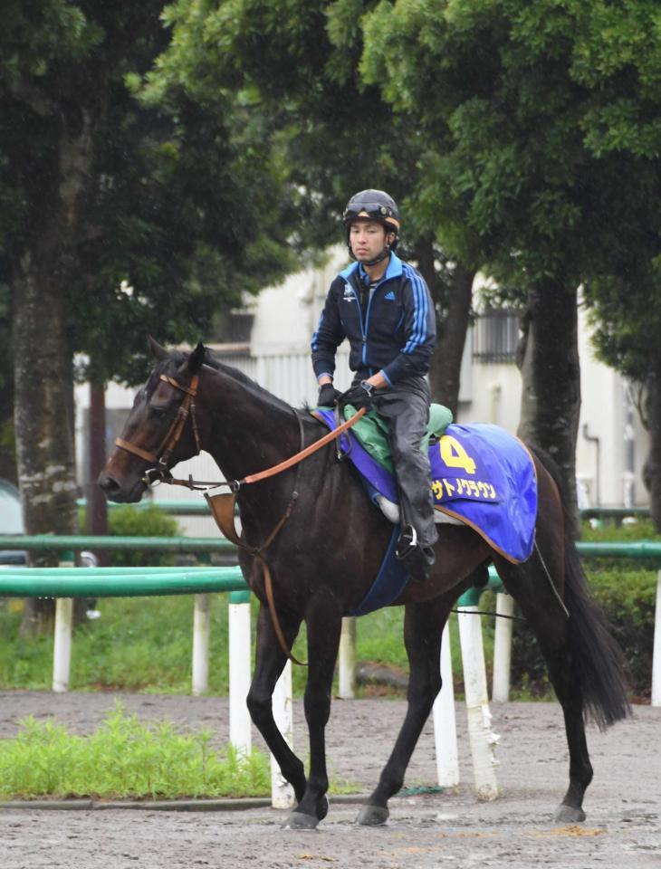 　美浦の北馬場で軽めの調整を行ったサトノクラウン