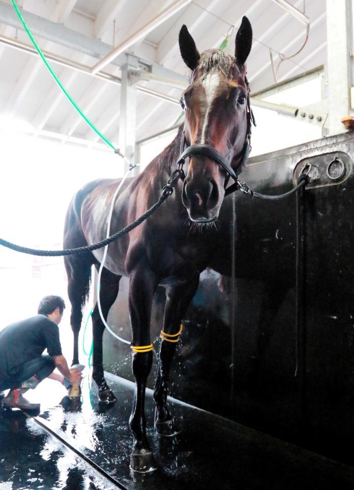 　ドゥラメンテとの再戦に挑むキタサンブラック