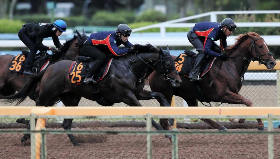 　美浦Ｗで３頭併せを敢行したゼーヴィント（中）