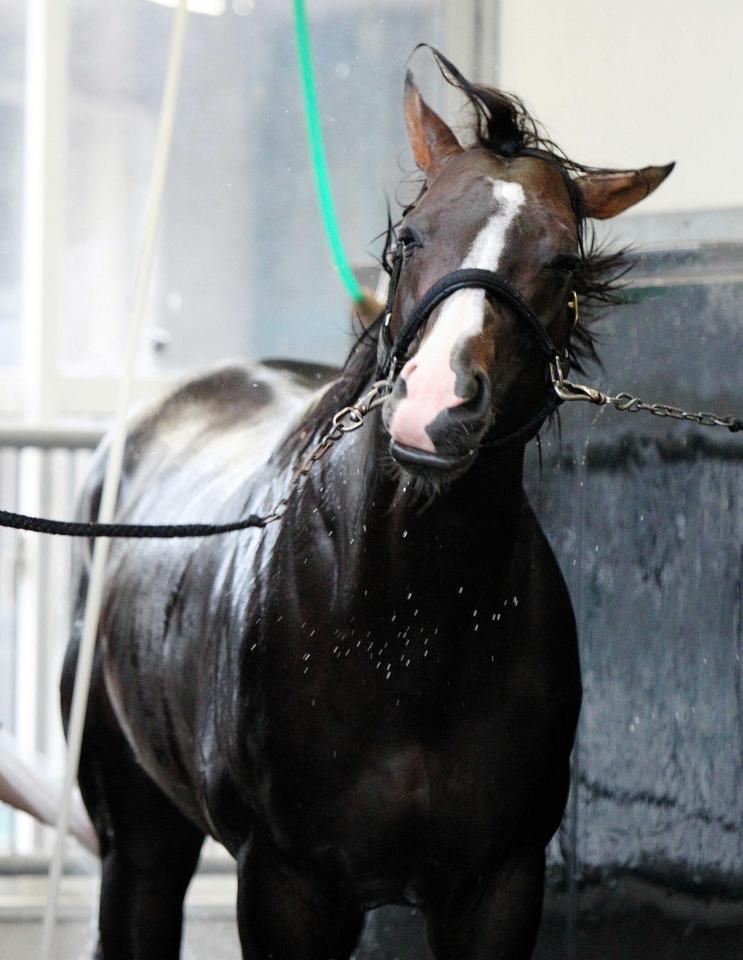 　パンパンの良馬場で決め手発揮を狙うダコール