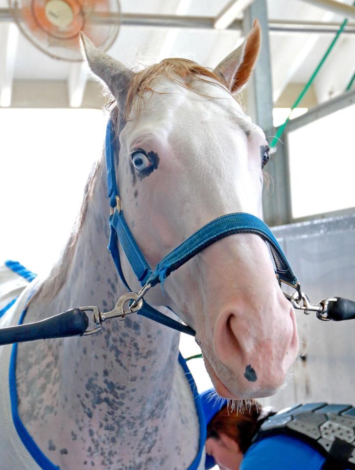 白毛で“魚目”のシロニイは小倉デビューへ/競馬・レース/デイリースポーツ online