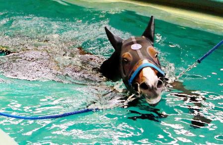 　中間はプール調教を取り入れているリヤンドファミユ