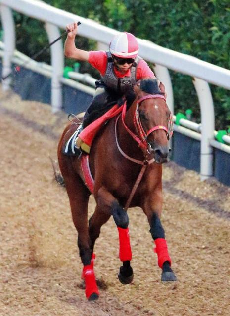 レパードｓ 酷暑でもヨシオ状態ヨシ タフな３歳馬 消耗戦望むところ 競馬 レース デイリースポーツ Online