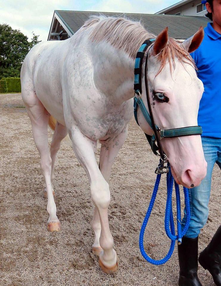 　注目の白毛馬シロニイがいよいよデビューを迎える