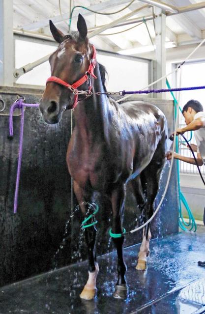 ｐｏｇ リージェンツパーク高素質の良血馬 異父兄に現種牡馬のグランプリボス 競馬 レース デイリースポーツ Online