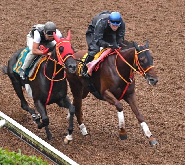 【京成杯ＡＨ】アルマディヴァン切れ味十分　高橋文師「現状ではベスト」