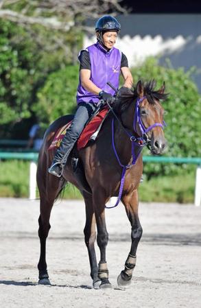 　大仕事を狙う“格安馬”ネオヴェルザンディ