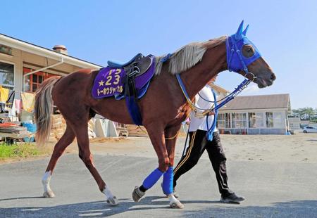 　野性味を取り戻したトーホウジャッカル