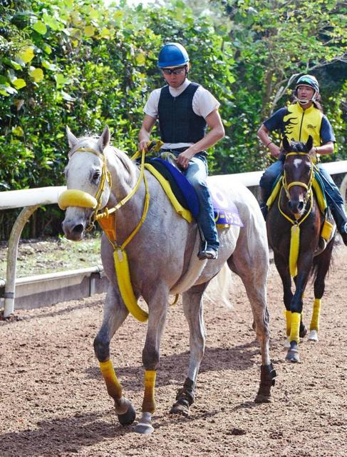 【マイルＣＳ】スノードラゴン８歳でも元気いっぱい衰えなし Ｇ１馬を侮るな！！