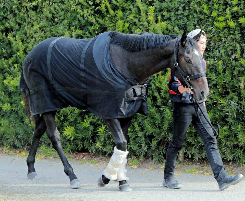 ｐｏｇ カレンカカ 偉大な姉を追っていざ初陣 全姉はｇ１馬カレンチャン 競馬 レース デイリースポーツ Online