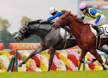 並んでも抜かせない根性を見せるポポカテペトル（左）＝京都競馬場（撮影・石湯恒介）