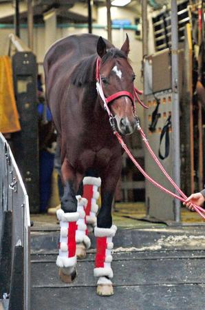 　東京競馬場に到着したリアルスティール（撮影・三好信也）