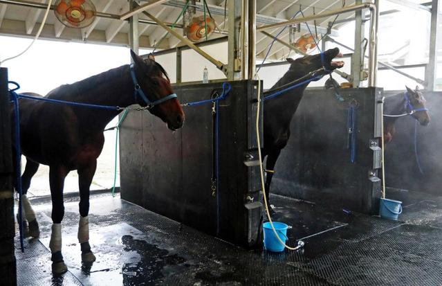 【有馬記念】サトノノブレス、大一番へまだまだ絞る　池江師「いいコンディション」