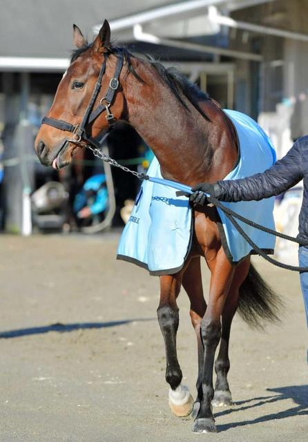 【ＰＯＧ】ヒルノラッセル好仕上がり 昆厩舎ゆかりの血統馬