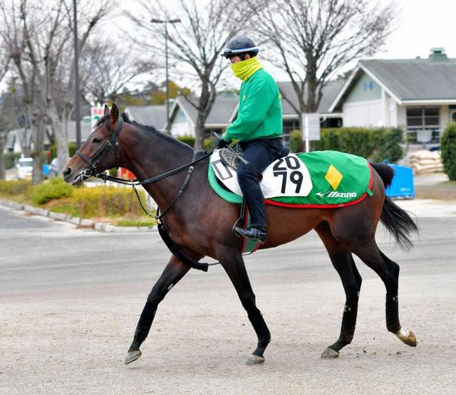 【京都記念】ミッキーロケット 好調キープ　重賞連勝へ心身ともに充実