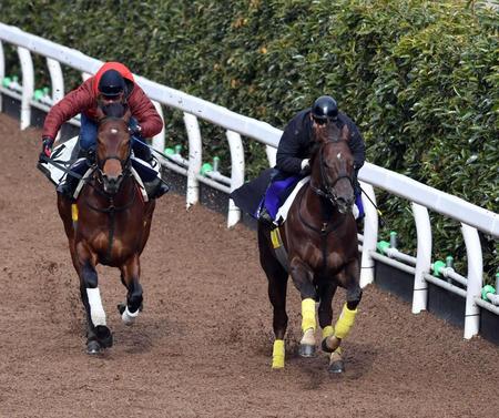 　フェブラリーＳ連覇へ向けて栗東坂路で追い切るモーニン（右）