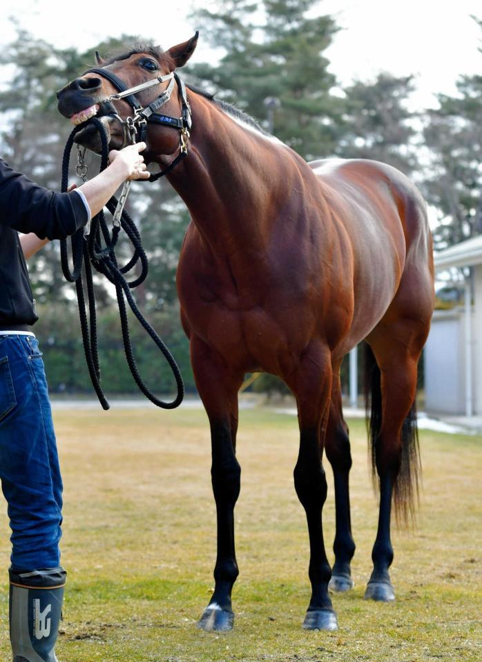 　シュウジが大舞台に向けて好発進を決める