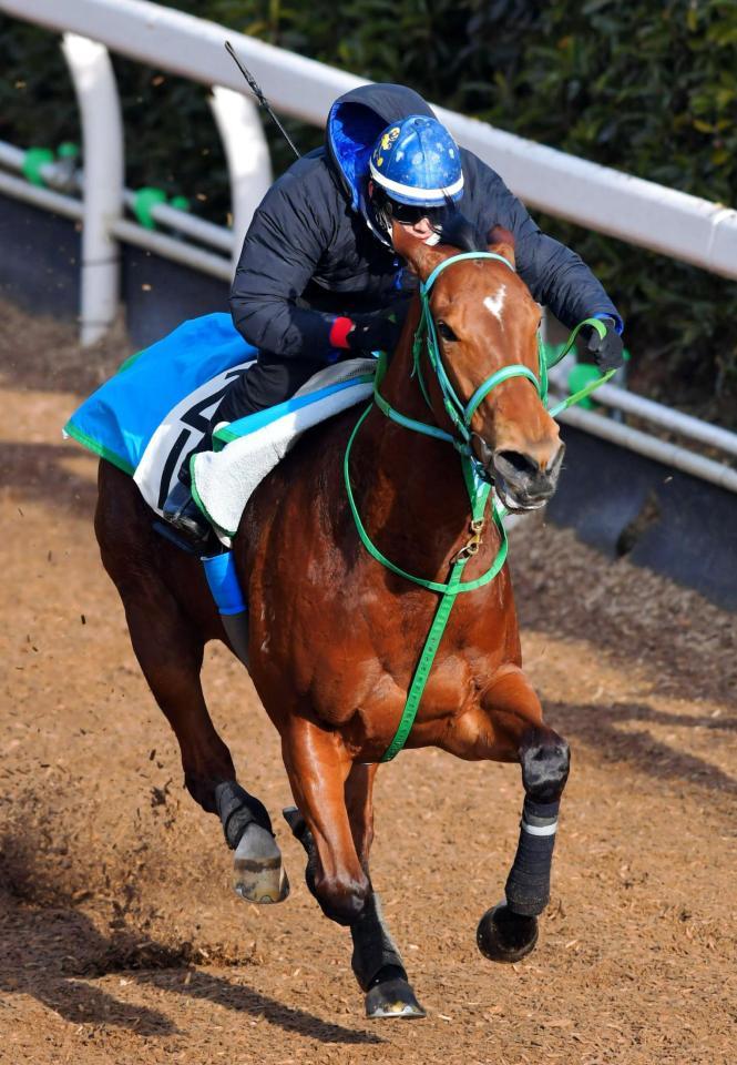 　栗東坂路で追い切るメラグラーナ