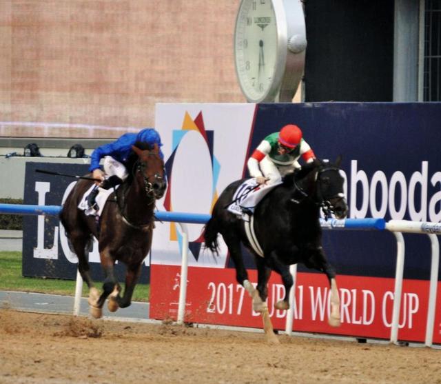 uaeダービー エピカリス惜しい2着 直線一騎打ちも あと一歩届かず 競馬 レース デイリースポーツ Online uaeダービー エピカリス惜しい2着 直線一騎打ちも あと一歩届かず 競馬 レース デイリースポーツ Online
