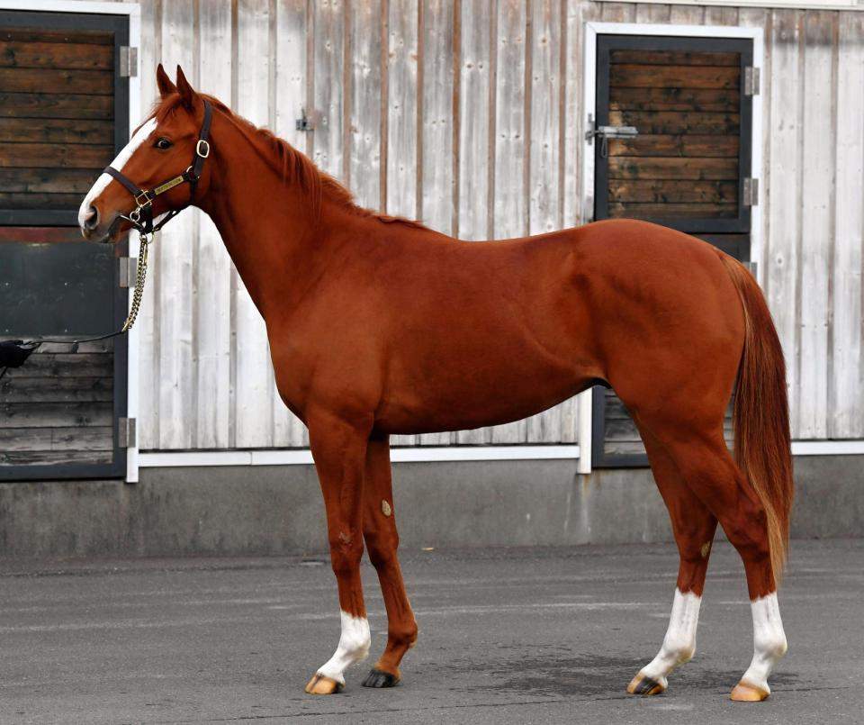 新種牡馬オルフェーヴルを父に持つシンハラージャ＝ノーザンファーム早来