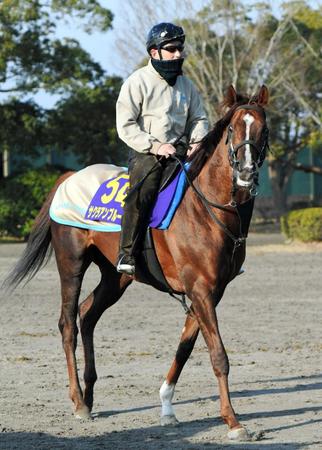 　頼れる鞍上とともにタイトル奪取を狙うサクラアンプルール
