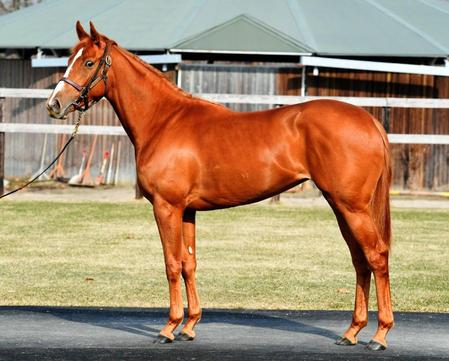 名牝オリエンタルアートの忘れ形見デルニエオール（撮影・三好信也）