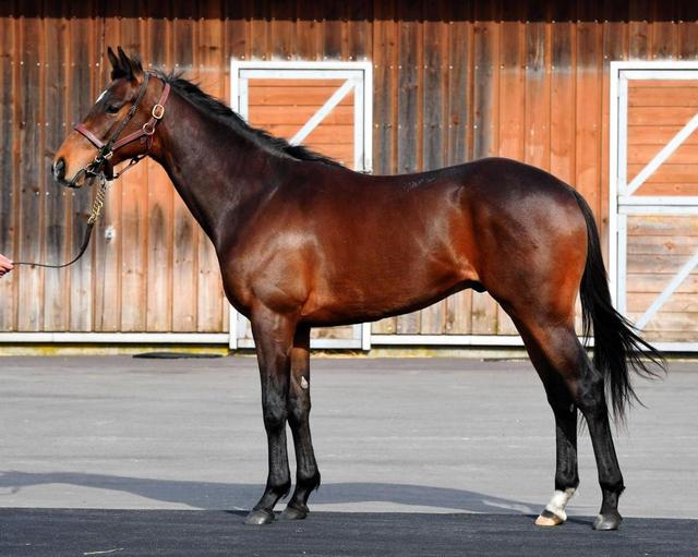 ノーザンＦ空港で産駒撮影会　マイティスピリットなど素質馬ズラリ