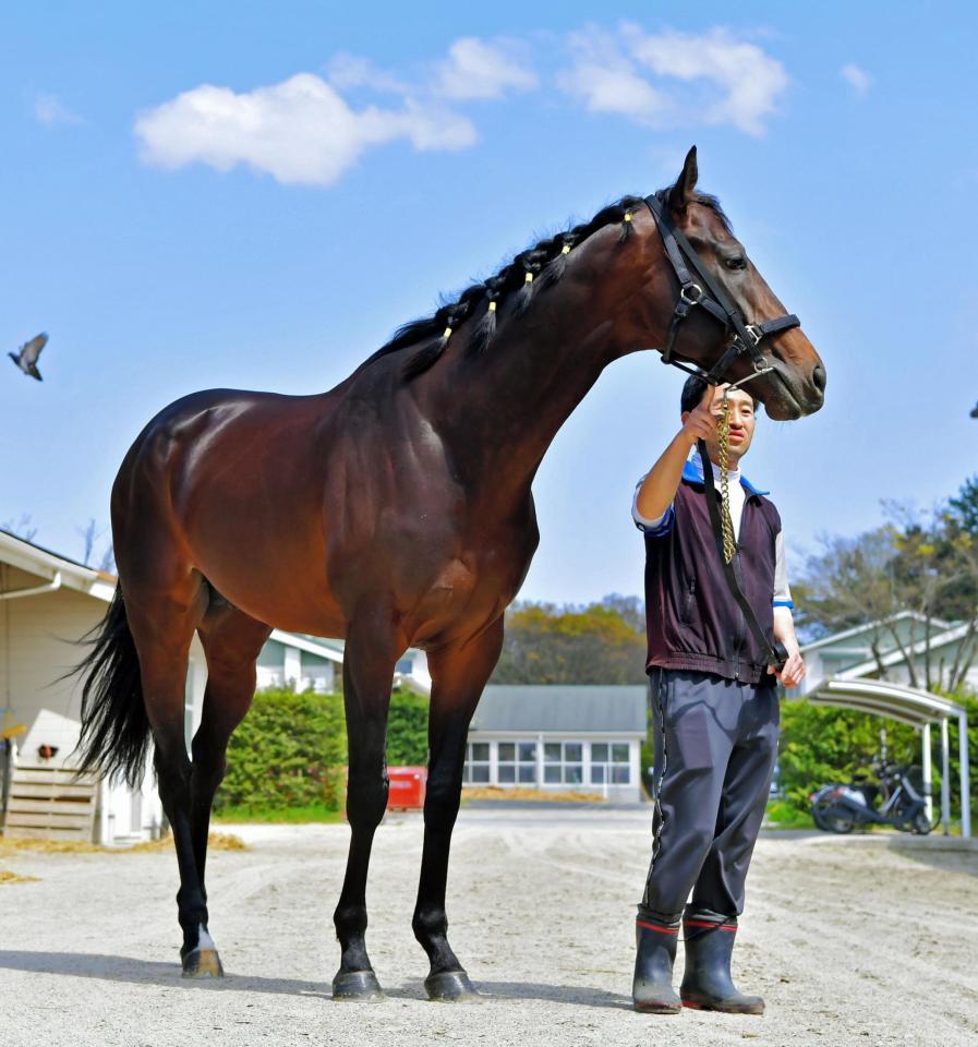 キタサンブラック＝栗東トレセン（撮影・石湯恒介）