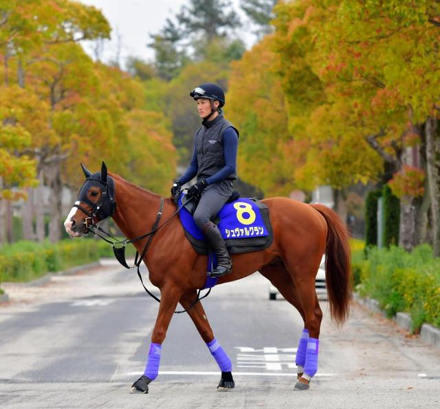 【天皇賞】シュヴァルグラン 長距離向きの馬体に！ 異父妹ヴィブロスに続く