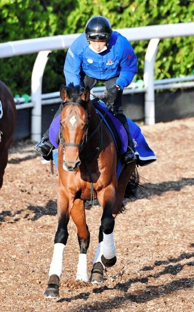 【天皇賞】サトノダイヤモンド 筋肉にメリハリ　頂点奪取へ引き締まった