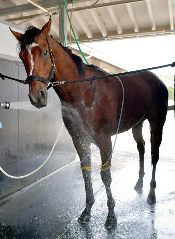 　トライアルのニュージーランドＴを快勝しているジョーストリクトリ