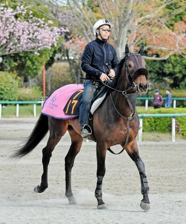 　放牧を挟み、リフレッシュをするダイワキャグニー