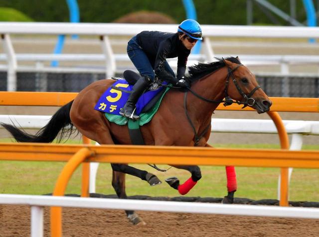 【ダービー】カデナ 最大目標へ急ピッチ　福永を背に意欲的リハ