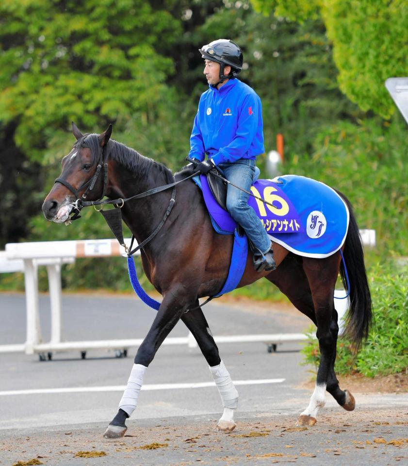 　虎視たんたんと逆襲を狙うペルシアンナイト